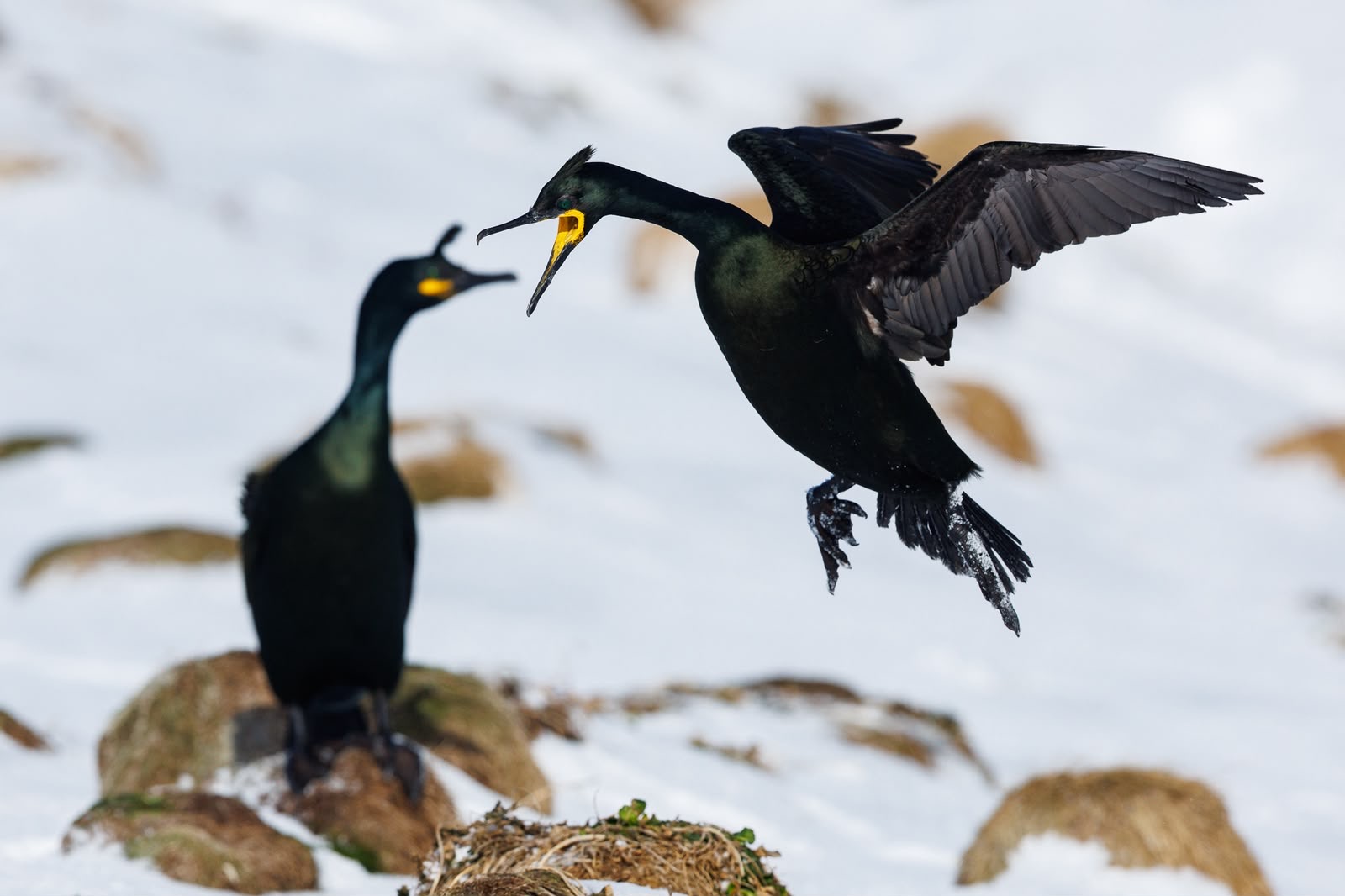 Dos cormoranes negros con ojos amarillos, uno posado en roca y otro volando sobre agua en Varanger