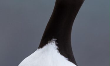 Cormorán grandes ojos blanco con cabeza negra y cuello extendido contra cielo gris