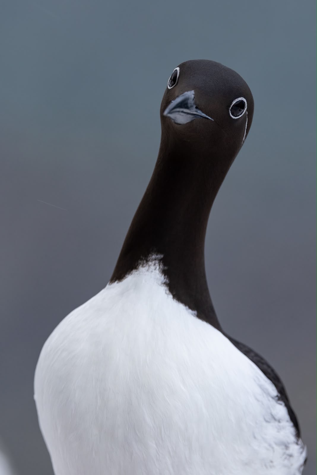 Cormorán grandes ojos blanco con cabeza negra y cuello extendido contra cielo gris