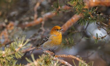 Petirrojo rojizo posado en rama de conífera con líquenes naranjas, fauna ártica