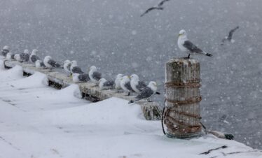 Gaviotas nevadas en poste de madera junto a agua congelada durante tormenta de nieve