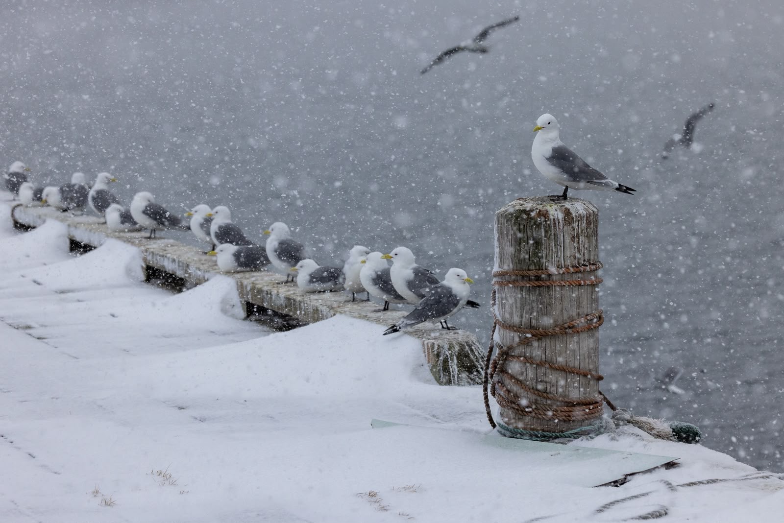 Gaviotas nevadas en poste de madera junto a agua congelada durante tormenta de nieve