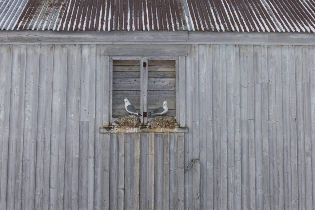 Dos águilas en la ventana de un granero de madera gris con nido de paja en Varanger, Noruega