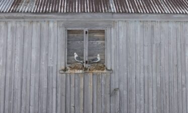 Dos águilas en la ventana de un granero de madera gris con nido de paja en Varanger, Noruega