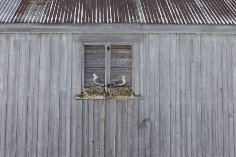 Dos águilas en la ventana de un granero de madera gris con nido de paja en Varanger, Noruega