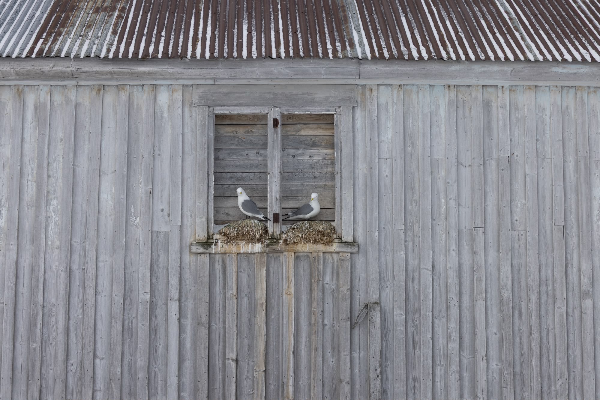 Dos águilas en la ventana de un granero de madera gris con nido de paja en Varanger, Noruega