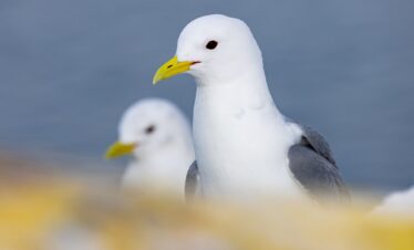 Dos gaviotas blancas con alas grises y pico amarillo en la costa, con fondo desenfocado del mar