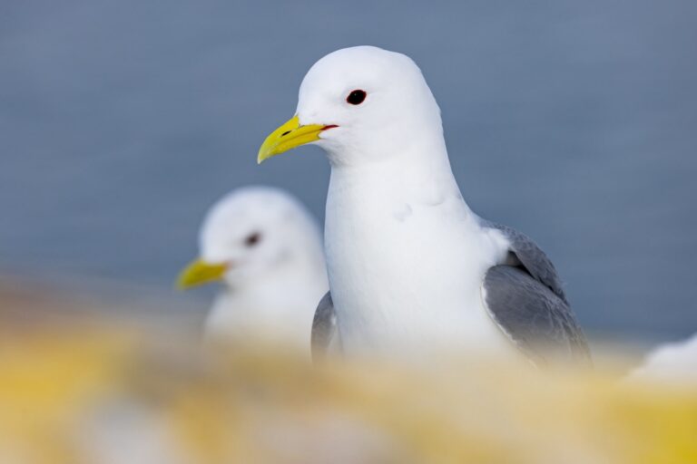 Dos gaviotas blancas con alas grises y pico amarillo en la costa, con fondo desenfocado del mar