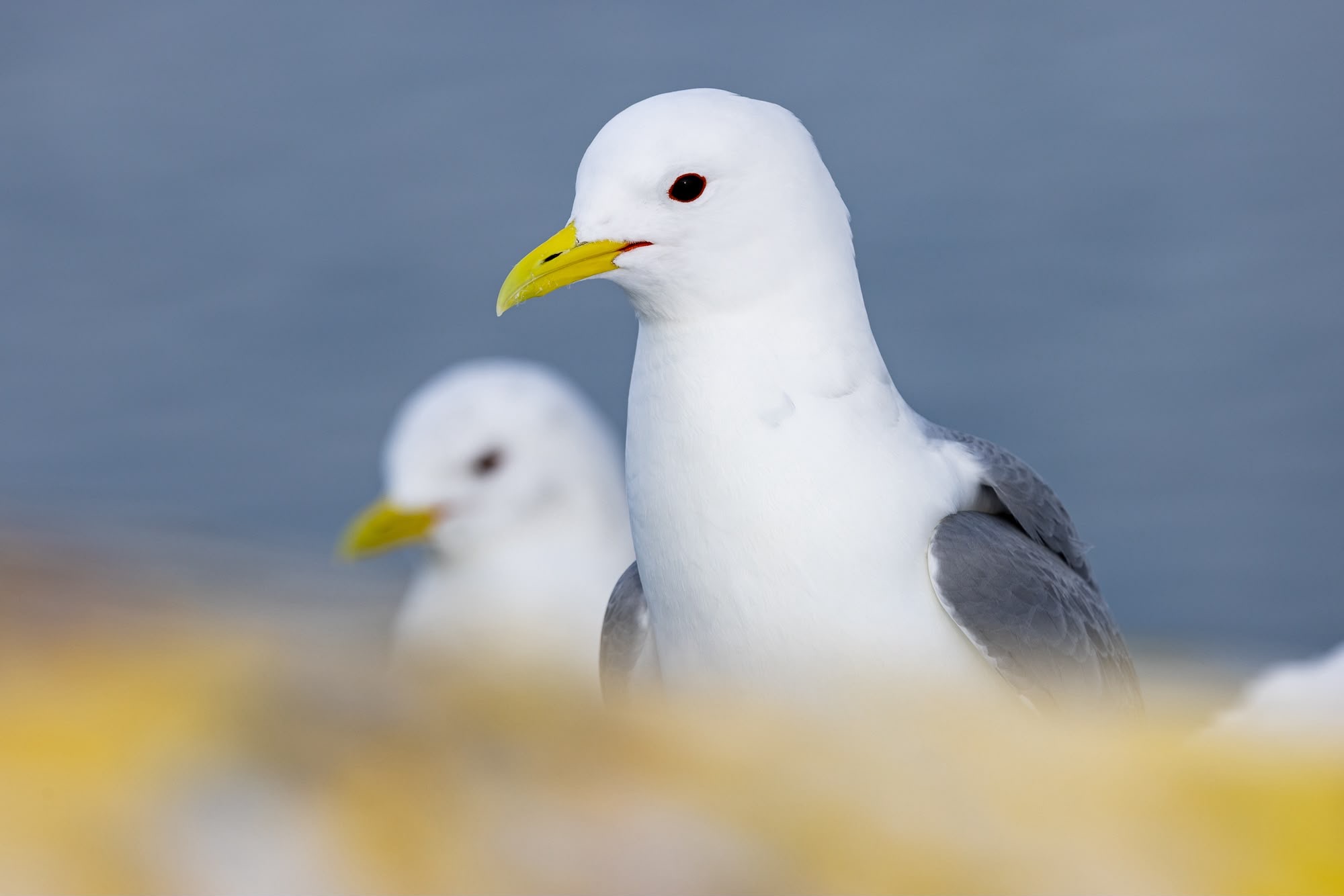 Dos gaviotas blancas con alas grises y pico amarillo en la costa, con fondo desenfocado del mar