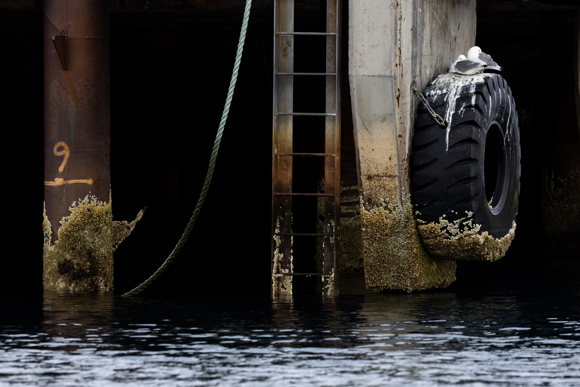 Neumático usado como boya en muelle oxidado cubierto de algas, agua marina oscura al fondo