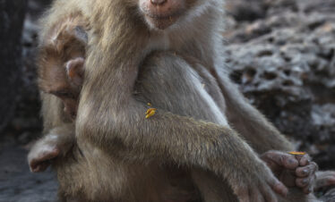 Macaco gris sentado sobre piedra mirando a cámara en entorno rocoso