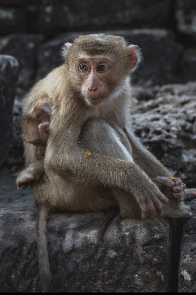 Macaco gris sentado sobre piedra mirando a cámara en entorno rocoso