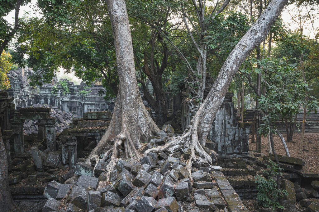 Árbol milenario con raíces expuestas entre ruinas de templo en Camboya, rodeado de vegetación tropical