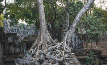 Árbol milenario con raíces expuestas entre ruinas de templo en Camboya, rodeado de vegetación tropical