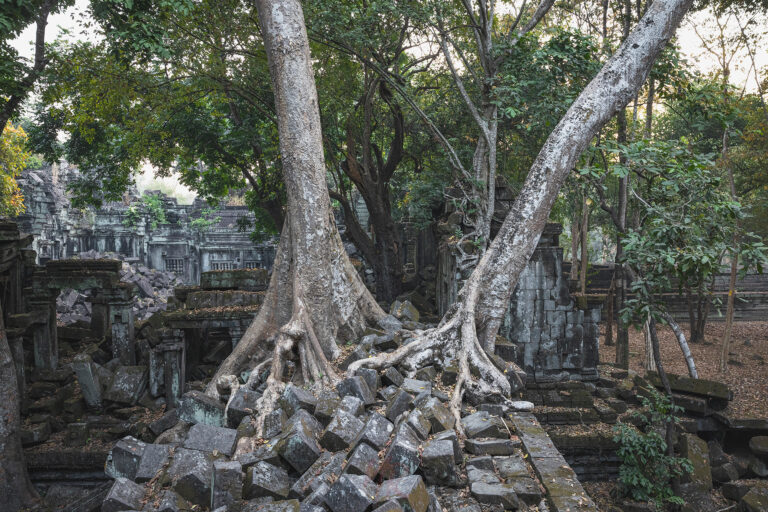 Árbol milenario con raíces expuestas entre ruinas de templo en Camboya, rodeado de vegetación tropical