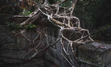 Raíces retorcidas de árbol antiguo sobre ruinas de piedra cubiertas de musgo en la selva de Camboya