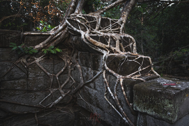 Raíces retorcidas de árbol antiguo sobre ruinas de piedra cubiertas de musgo en la selva de Camboya
