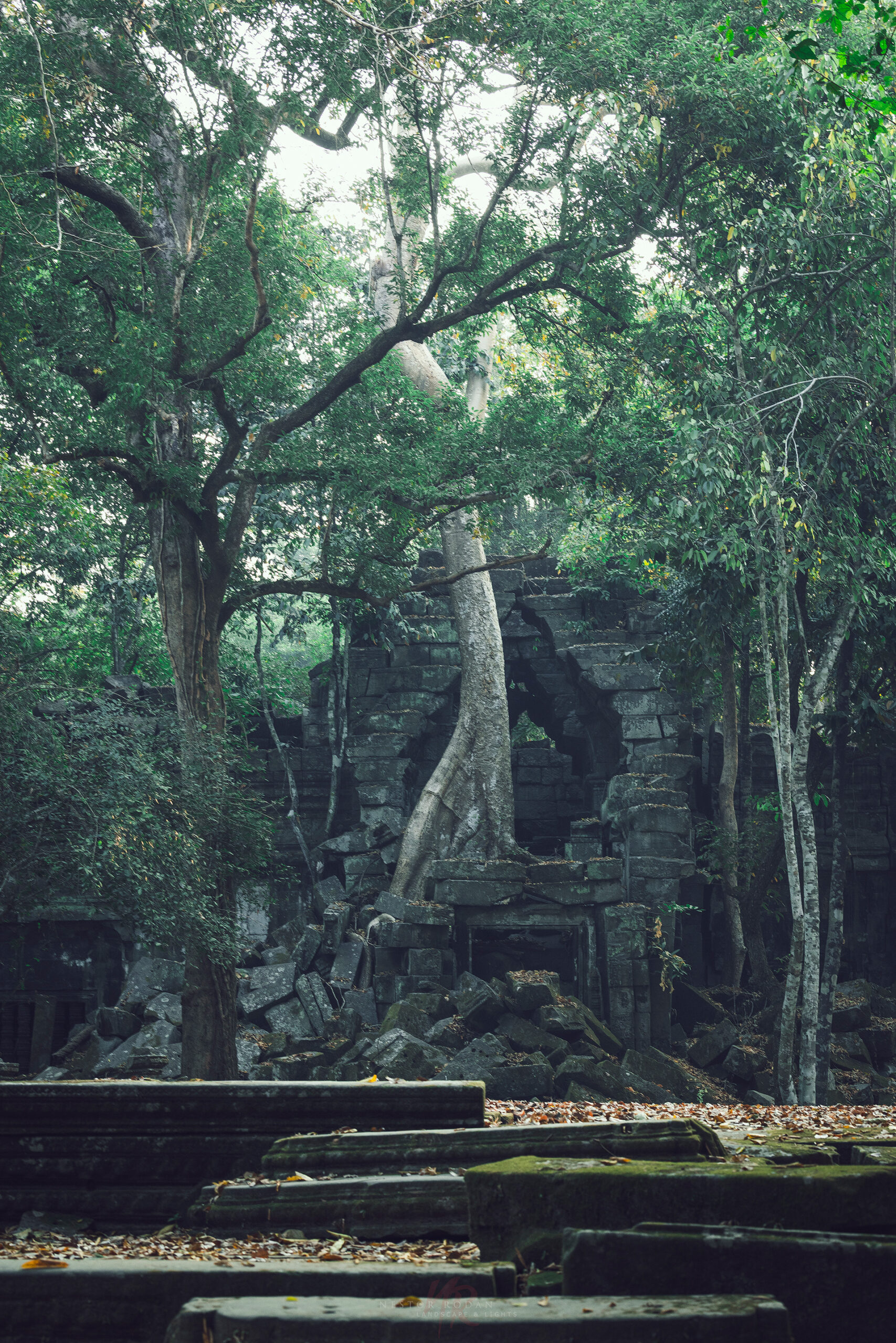 Ruinas de templo medieval envueltas en vegetación selvática con raíces de árboles gigantes entrelazadas