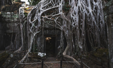 Raíces de árbol envolviendo entrada de templo antiguo en Camboya, estructura de piedra al fondo