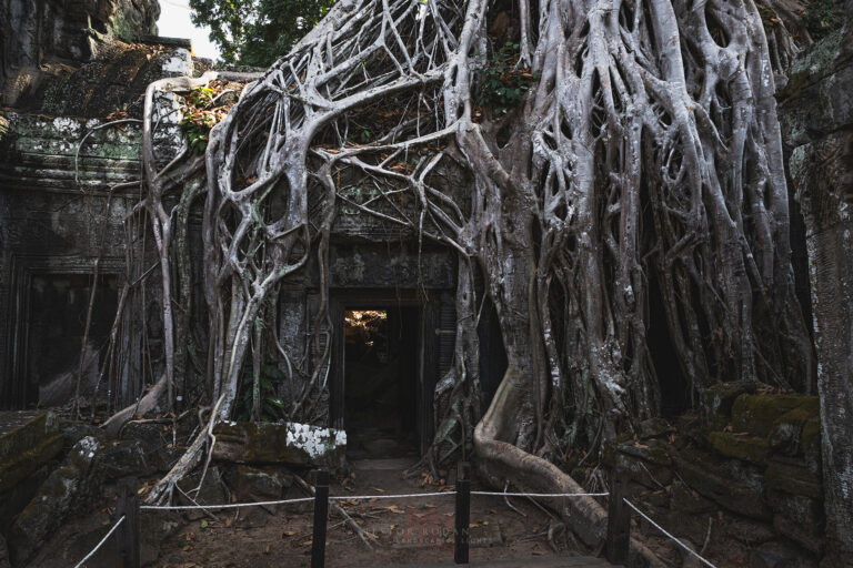 Raíces de árbol envolviendo entrada de templo antiguo en Camboya, estructura de piedra al fondo