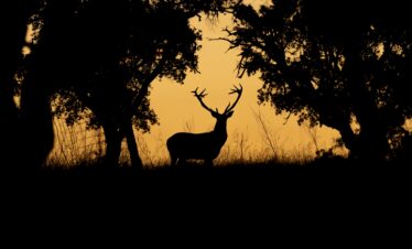 Ciervo macho en berrea al atardecer, silueteado entre árboles en bosque de Extremadura