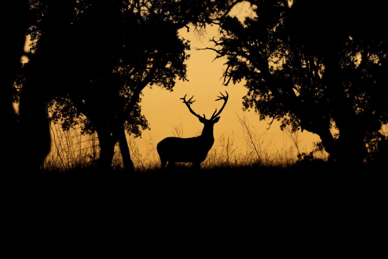 Ciervo macho en berrea al atardecer, silueteado entre árboles en bosque de Extremadura