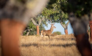 Ciervo en berrea entre alcornoques de Extremadura, avistado a través de la vegetación