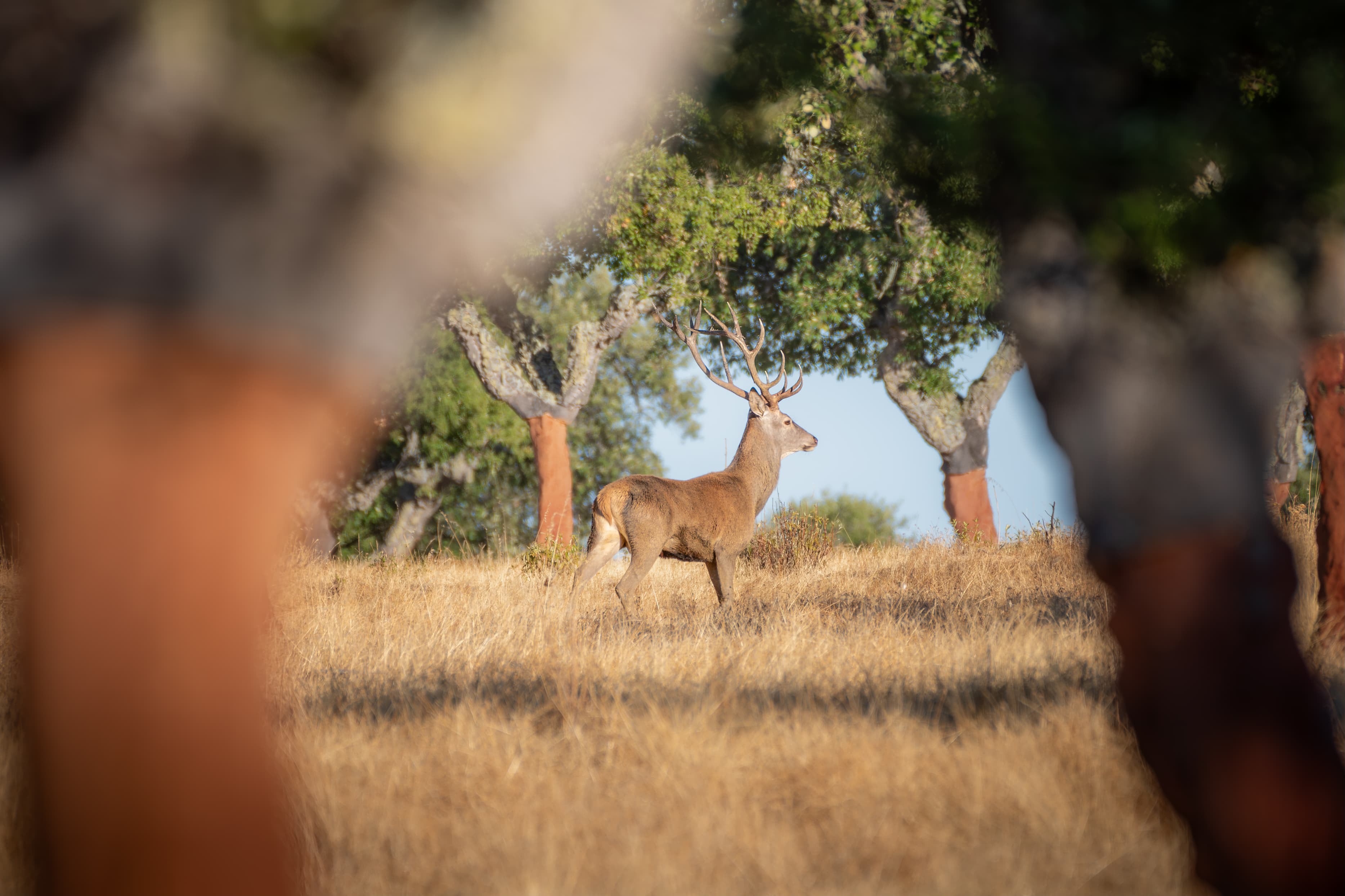 Ciervo en paisaje mediterráneo con alcornoques entre vegetación seca, observado a través de ramas en primer plano.