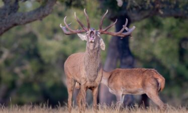 Ciervo rojo con gran cornamenta durante la berrea en Extremadura, acompañado de una cierva al fondo