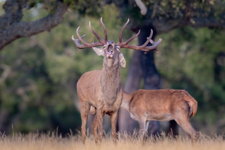 Ciervo rojo con gran cornamenta durante la berrea en Extremadura, acompañado de una cierva al fondo