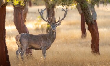 Ciervo con cornamenta en bosque de encinas durante la berrea en Extremadura