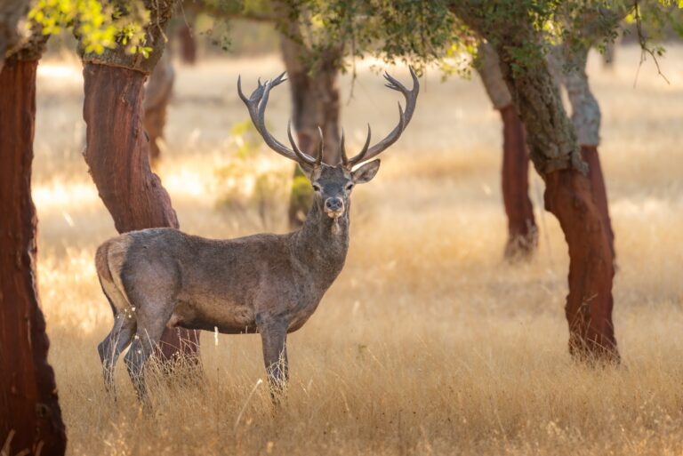 Ciervo con cornamenta en bosque de encinas durante la berrea en Extremadura