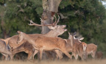 Ciervo en berrea con astas levantadas rodeado de hembras en campo herboso, bosque de fondo