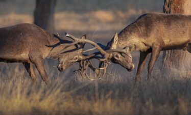 Dos ciervos machos con astas entrelazadas durante la berrea en combate territorial en el campo de Extremadura