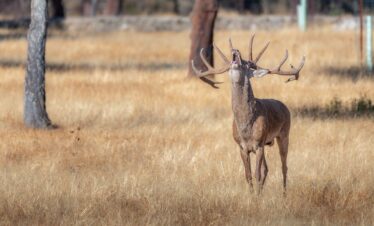 Ciervo con cornamenta en berrea atravesando prado de hierba seca en Extremadura