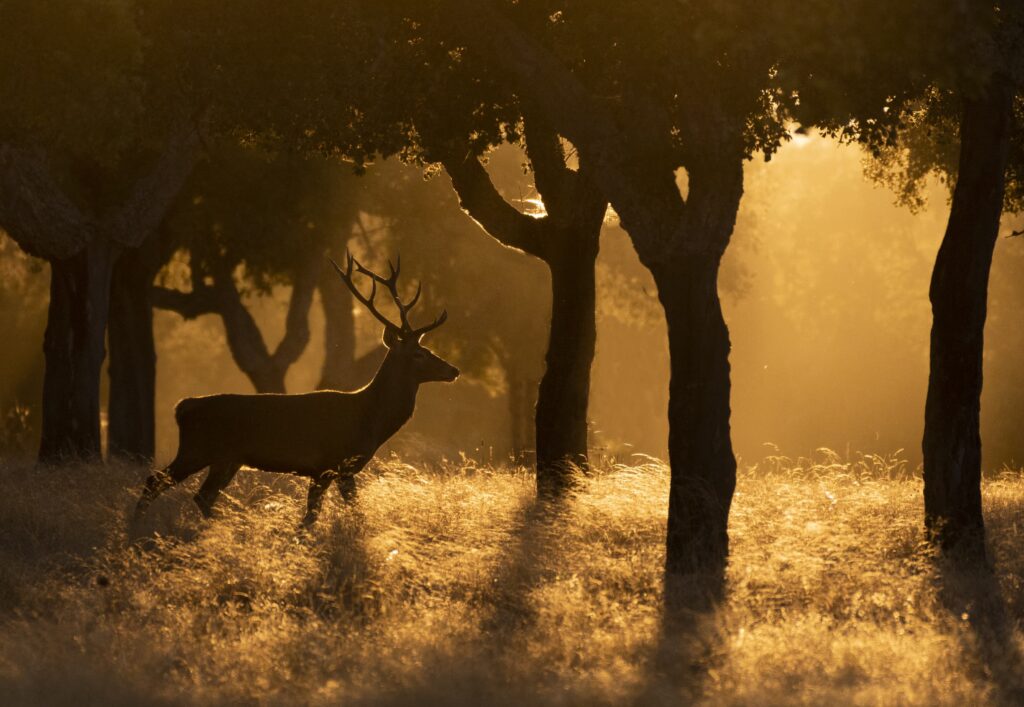 Ciervo en celo entre árboles con luz dorada al atardecer en bosque de Extremadura
