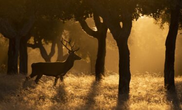 Ciervo en celo entre árboles con luz dorada al atardecer en bosque de Extremadura