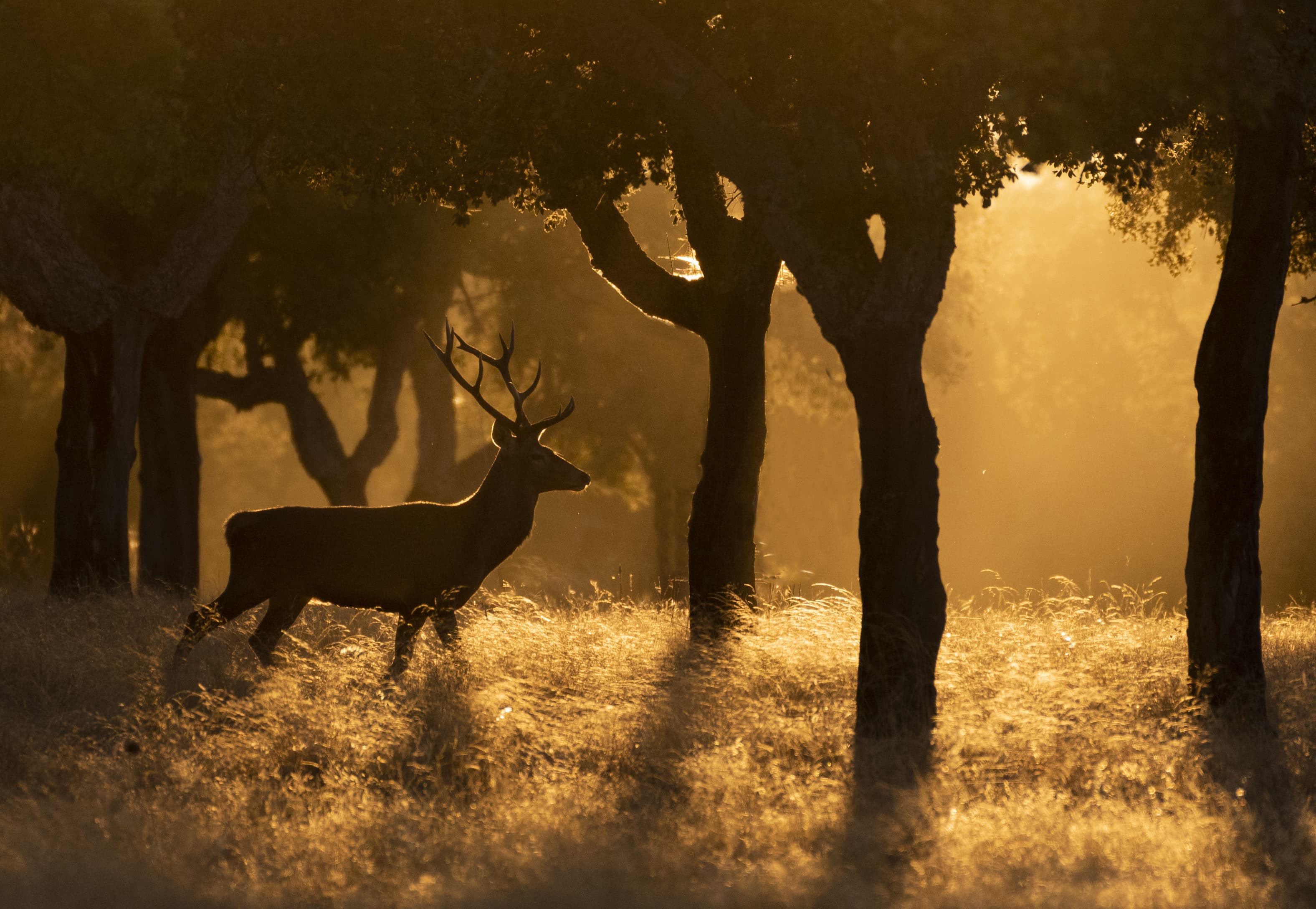 Ciervo con cuernos en bosque al atardecer entre árboles con luz dorada y niebla