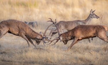 Dos ciervos machos enfrentados en combate de astas durante la berrea en pastizal seco de Extremadura
