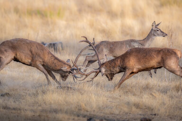 Dos ciervos machos enfrentados en combate de astas durante la berrea en pastizal seco de Extremadura