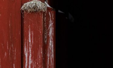 Gaviota ártica en vuelo aproximándose a nido de musgo en puerta roja de madera, paisaje nevado de Varanger