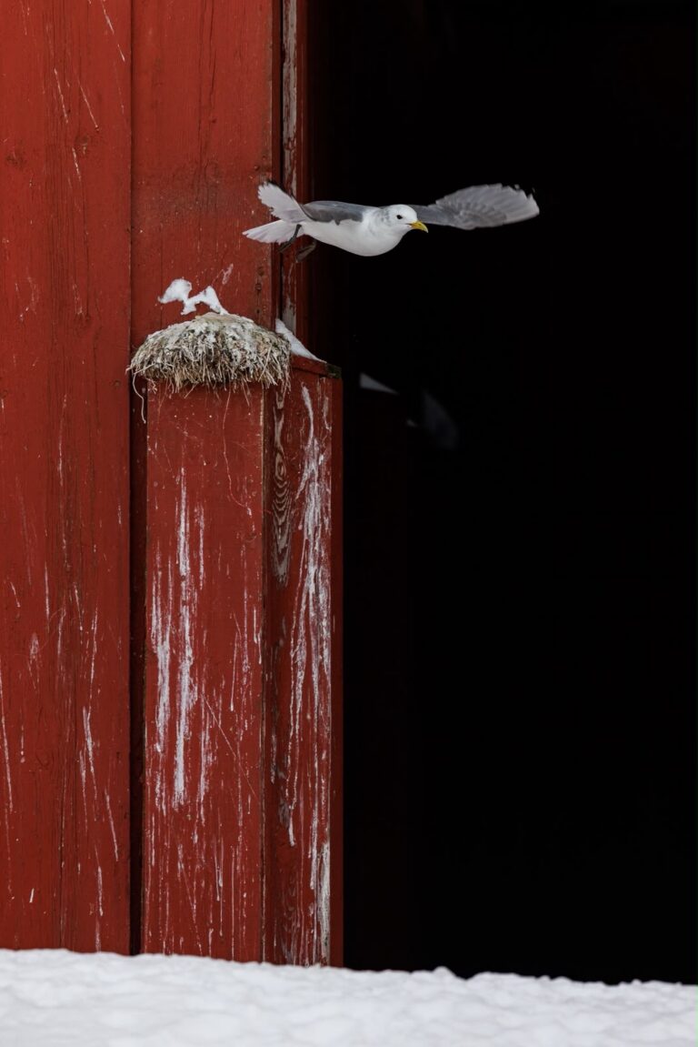 Gaviota ártica en vuelo aproximándose a nido de musgo en puerta roja de madera, paisaje nevado de Varanger
