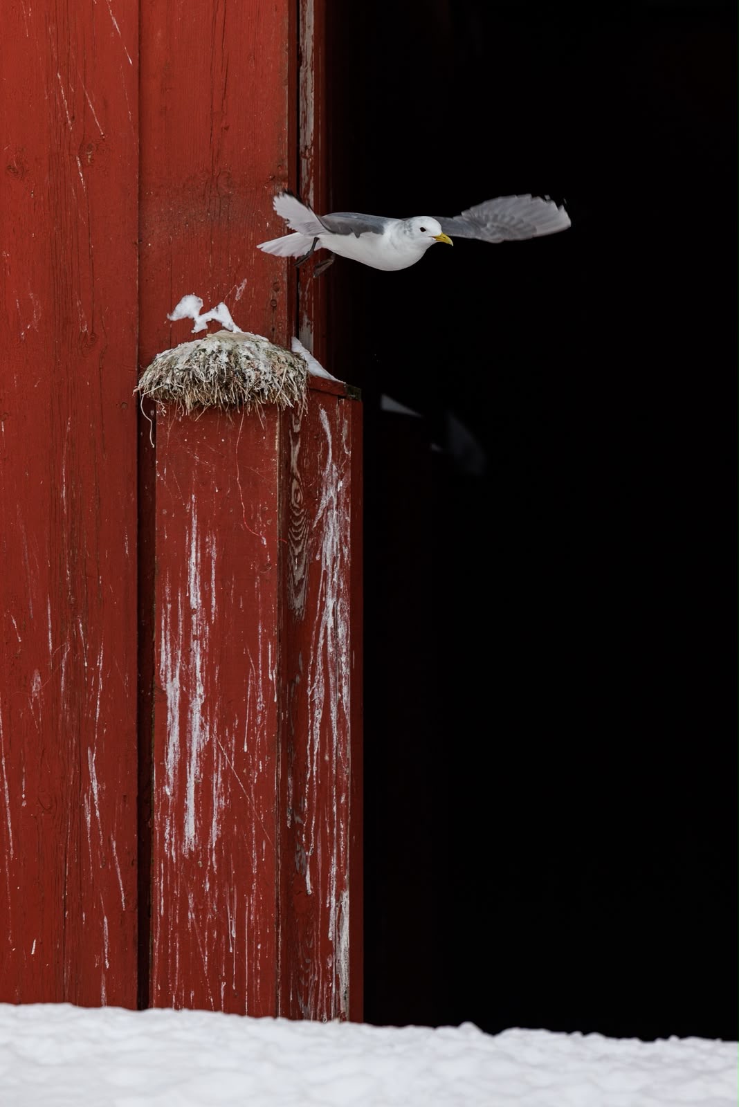 Gaviota ártica en vuelo aproximándose a nido de musgo en puerta roja de madera, paisaje nevado de Varanger