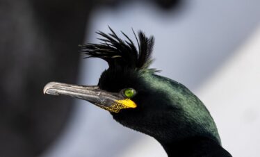 Cormorán moñudo con plumaje negro, cresta erizada y ojos verdes, retrato en perfil