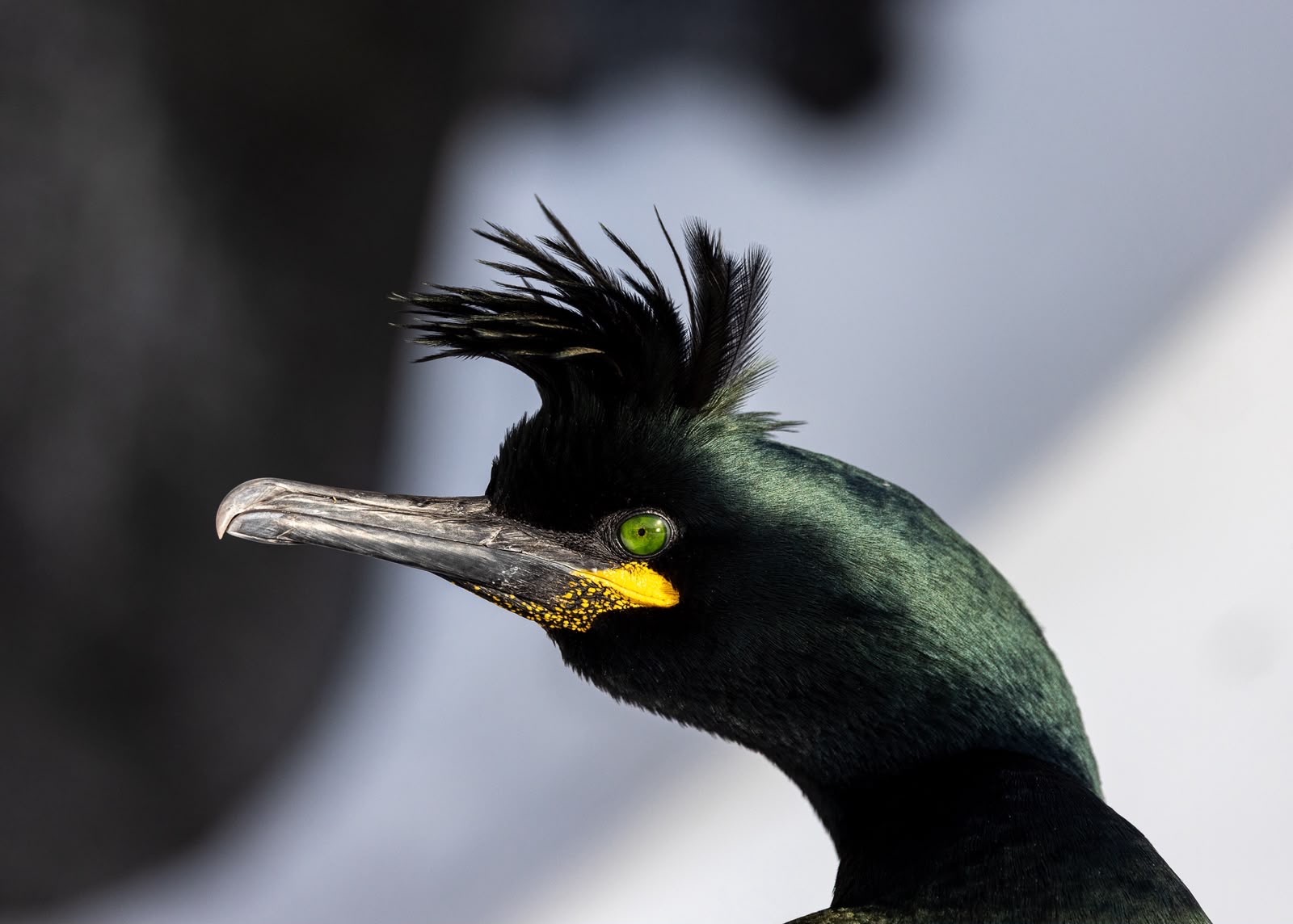 Cormorán moñudo con plumaje negro, cresta erizada y ojos verdes, retrato en perfil