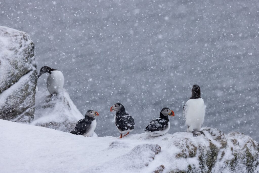 Grupo de frailecillos en la nieve durante una ventisca en el Ártico