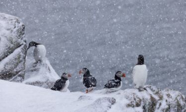 Grupo de frailecillos en la nieve durante una ventisca en el Ártico
