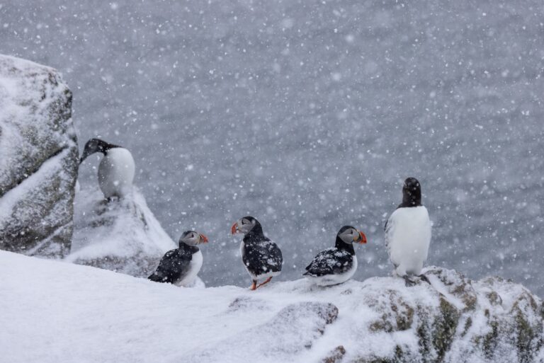 Grupo de frailecillos en la nieve durante una ventisca en el Ártico
