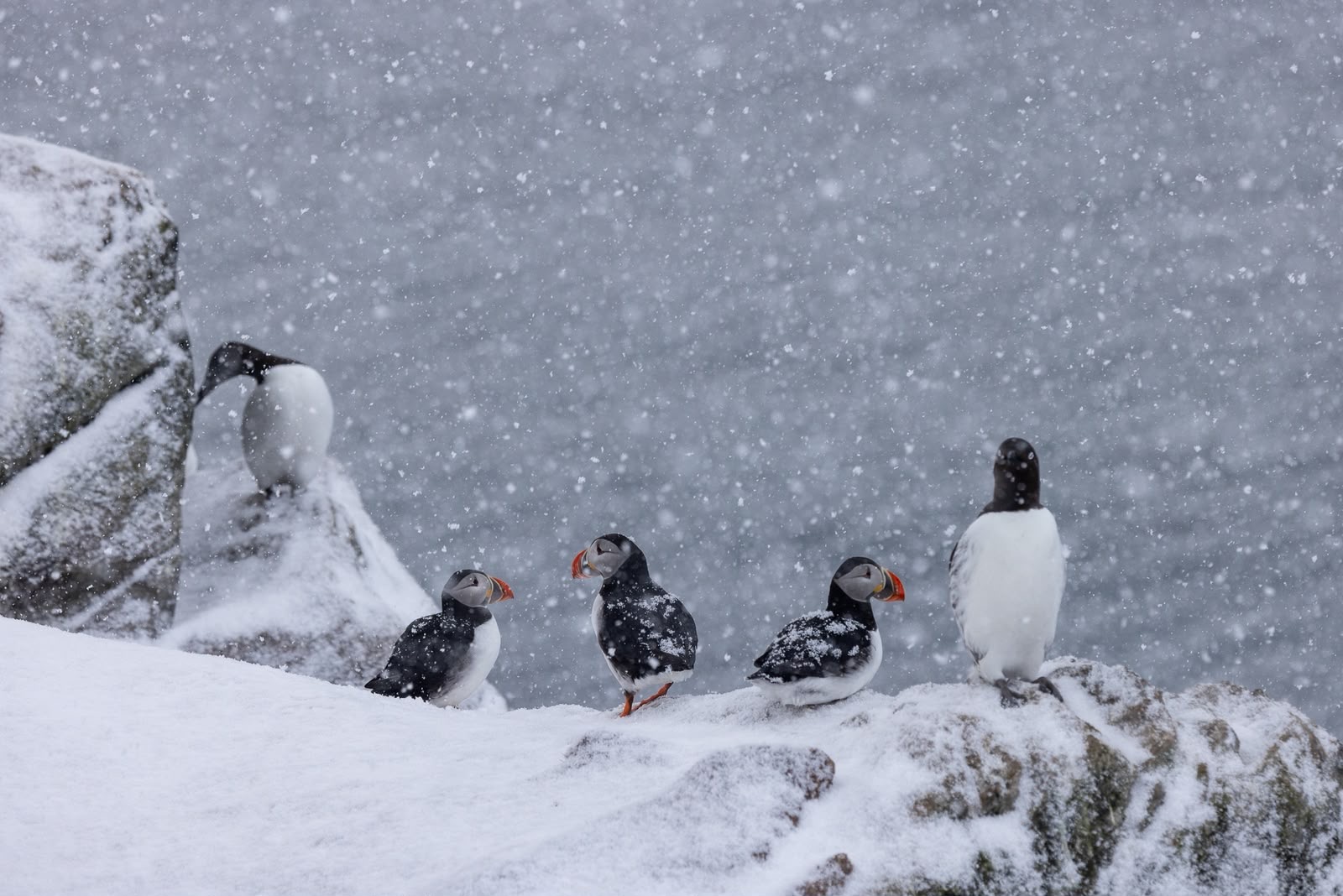 Grupo de frailecillos en la nieve durante una ventisca en el Ártico