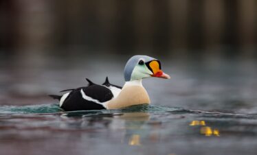 Pato de King Eider nadando en aguas árticas con plumaje blanco, negro y naranja característico